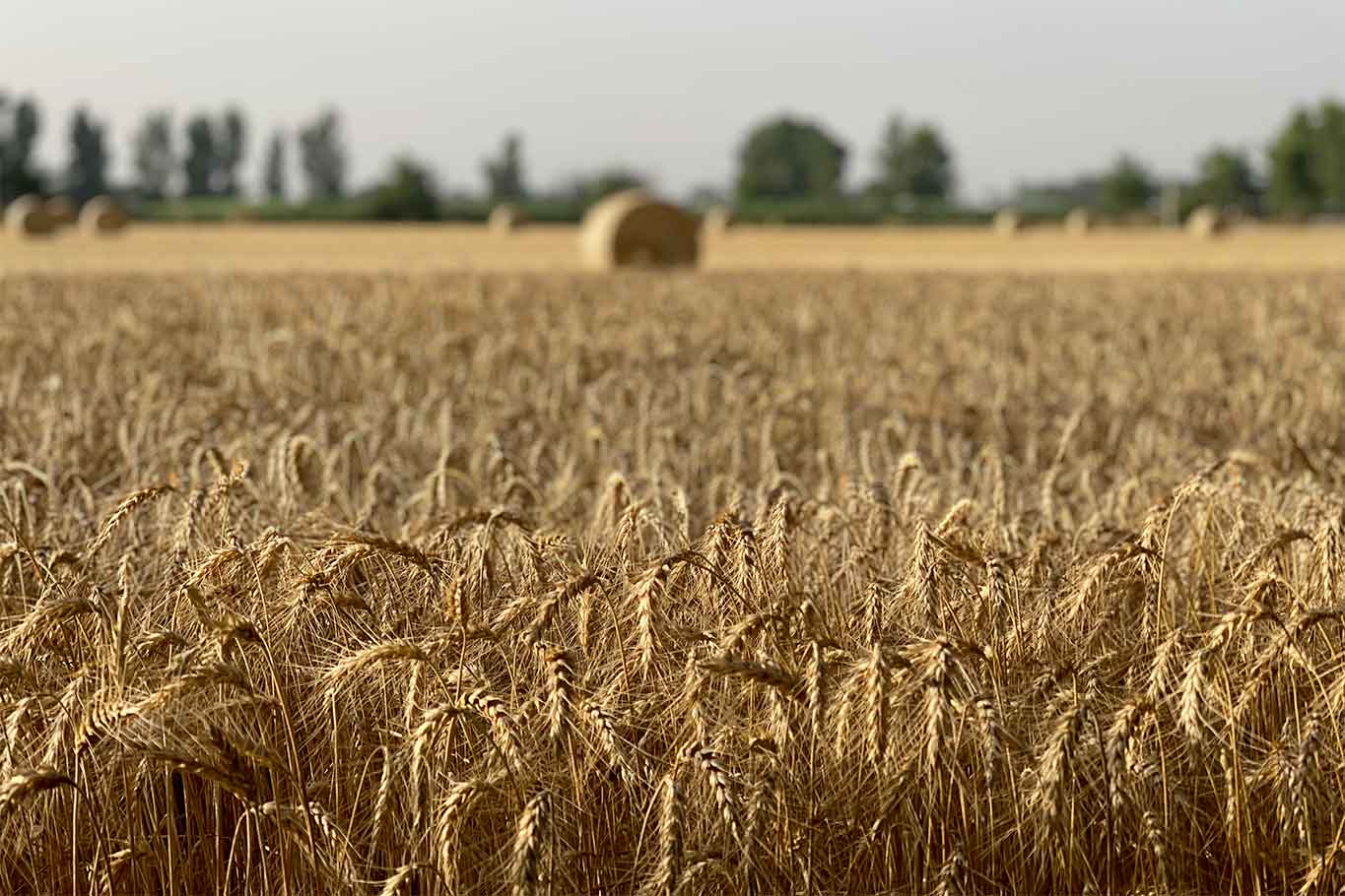 Capodanno del Mugnaio grano nostrum Don Carmine