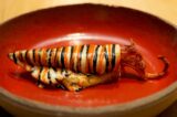 Villadorata Country House ristorante Noto calamaro