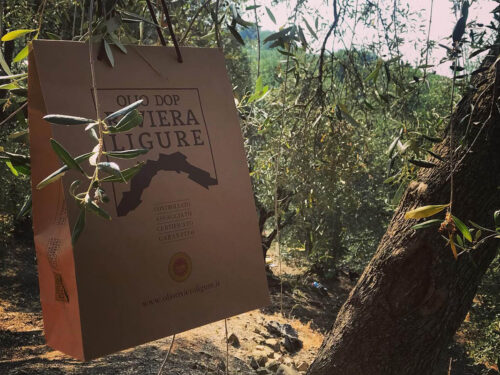 olio ligure dop