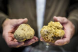 Il tartufo di Alba. Foto di Giorgio Perottino/Getty Images