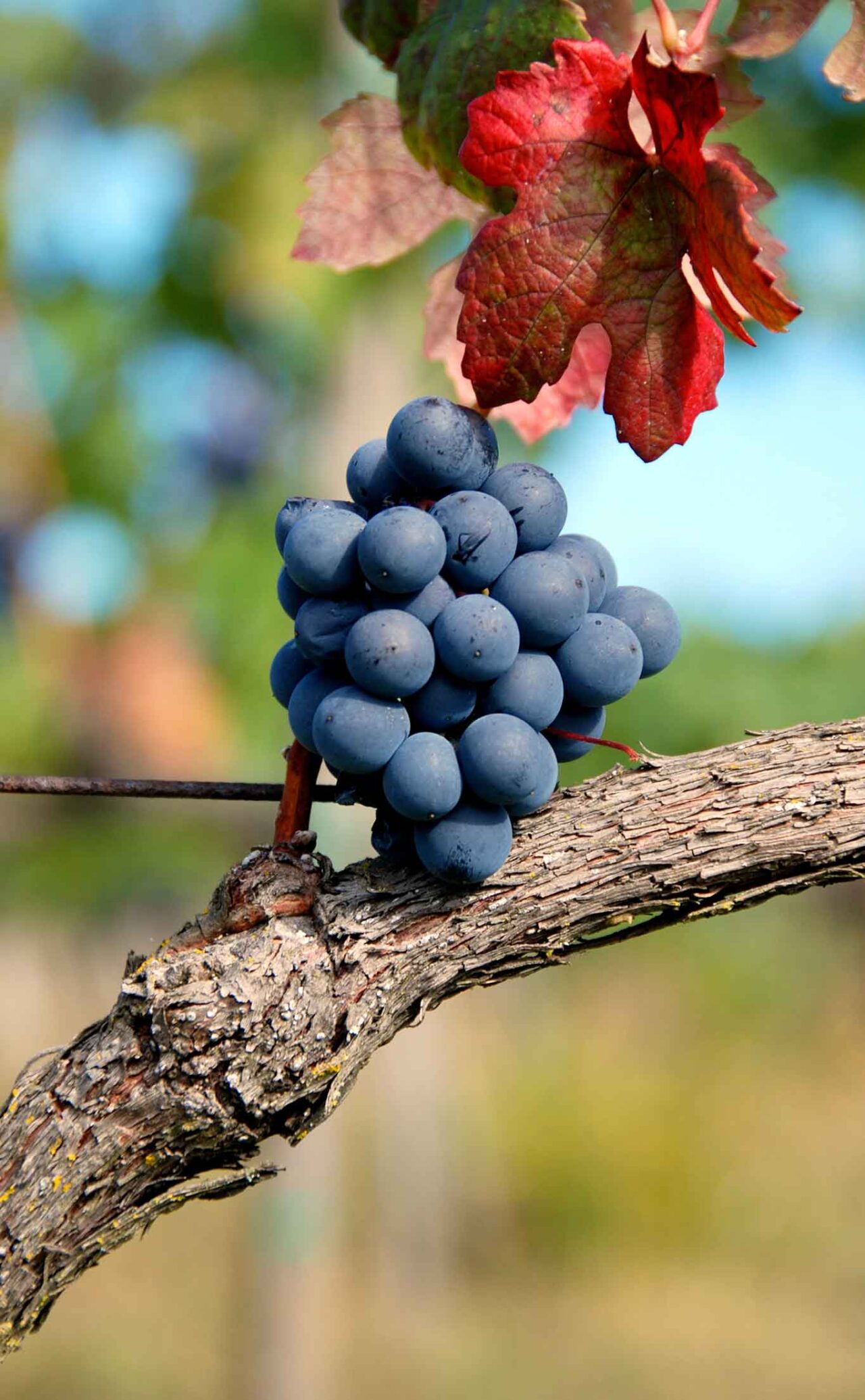uva vino di montepulciano