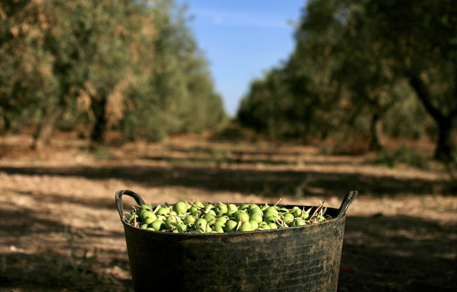 Dieta mediterranea per dimagrire olive