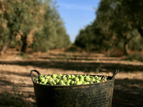 Dieta mediterranea per dimagrire olive