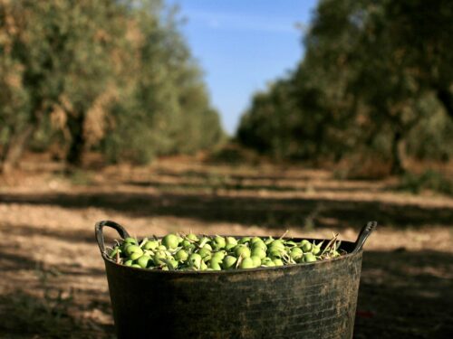 Dieta mediterranea per dimagrire olive