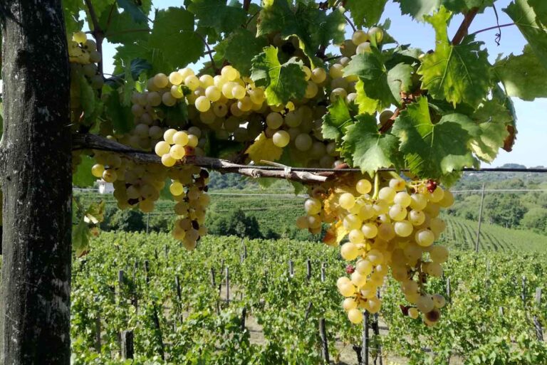 ViniVeri a Cerea con 90 cantine italiane di vini naturali