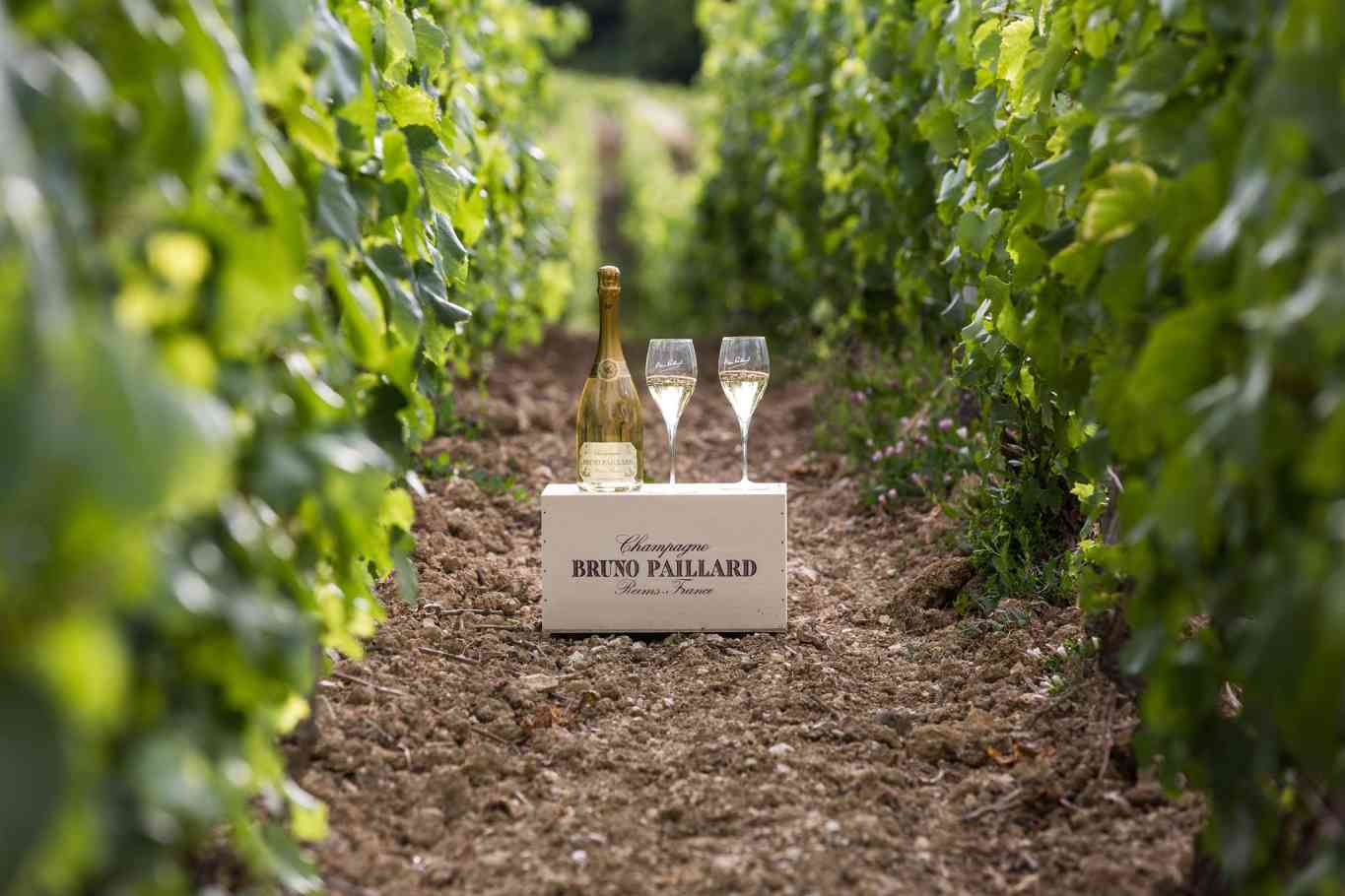 champagne bruno paillard vigna