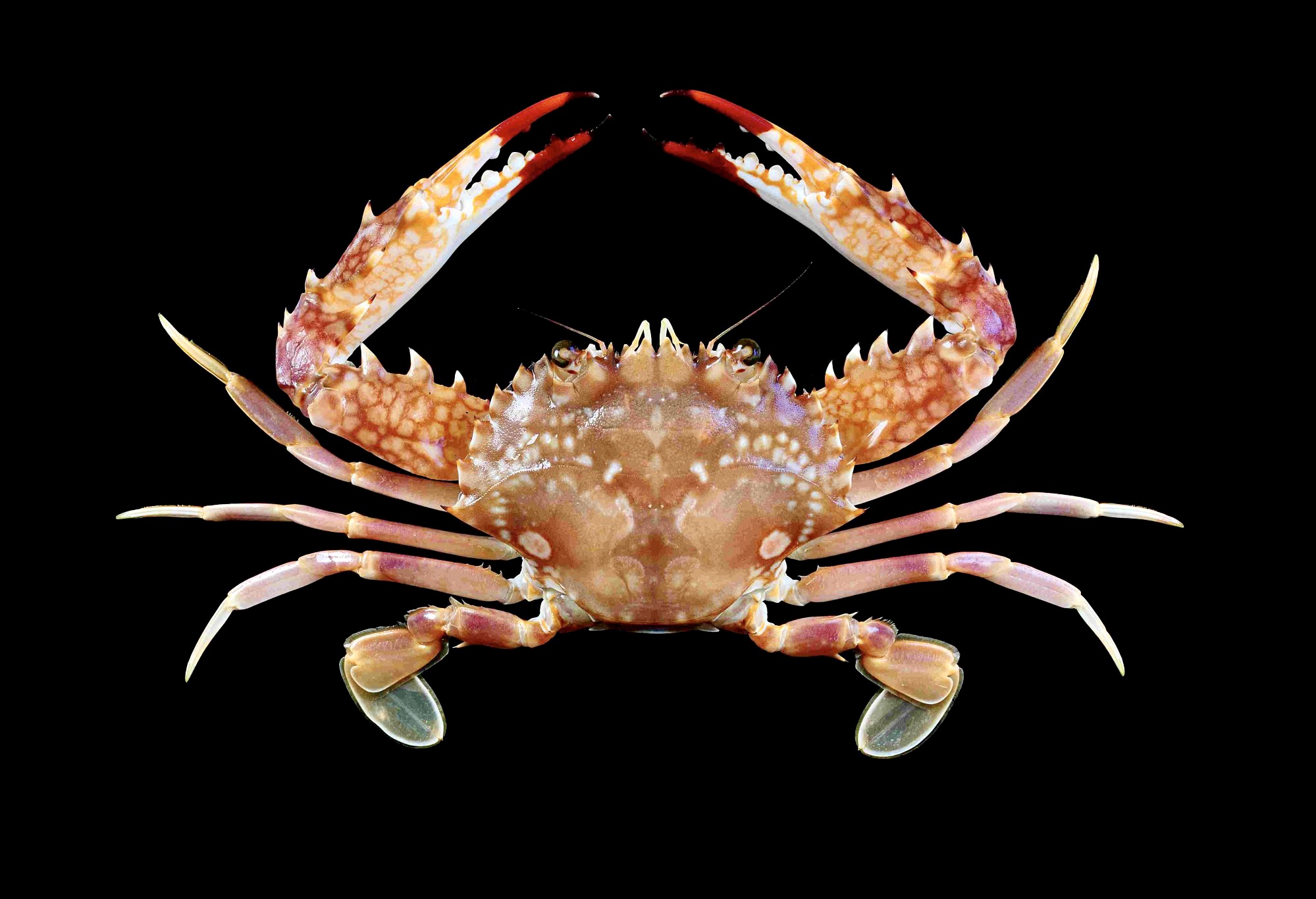 Granchio rosa