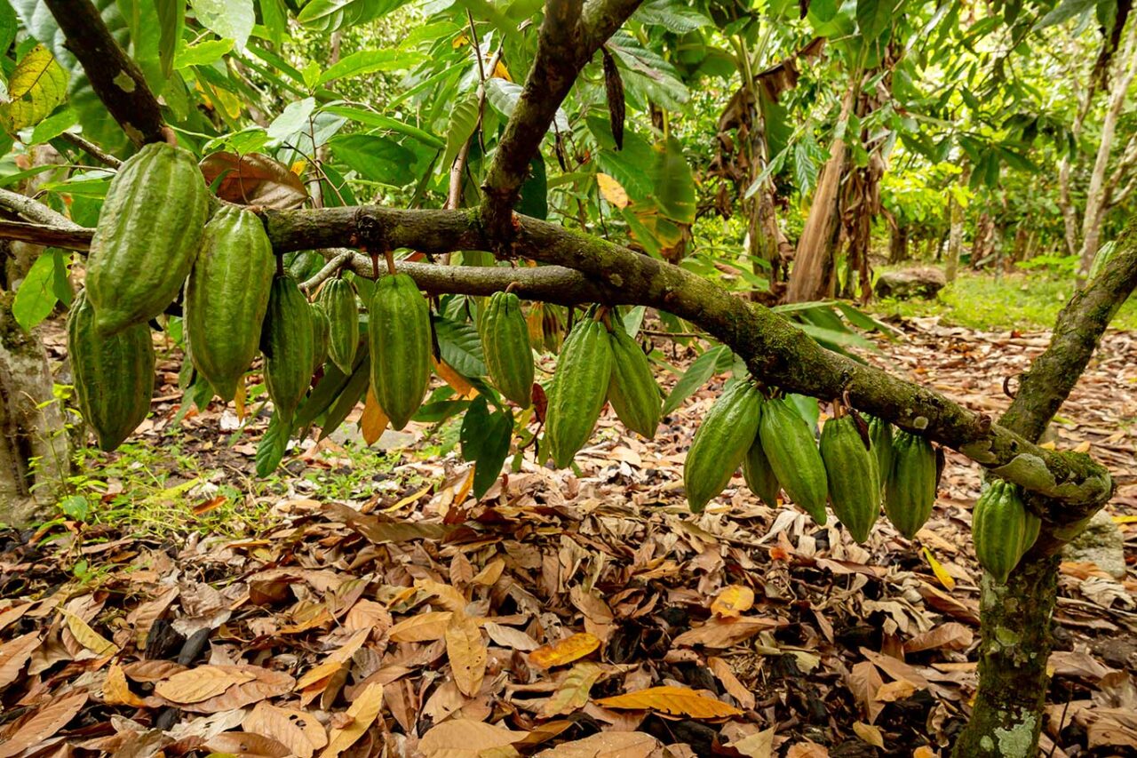 fave di cacao