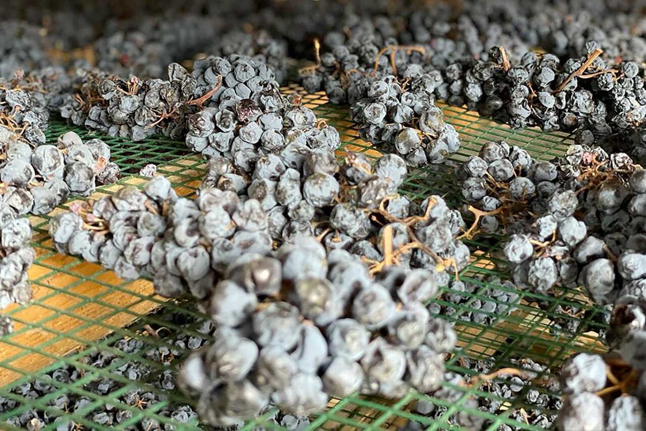 uva passito sagrantino