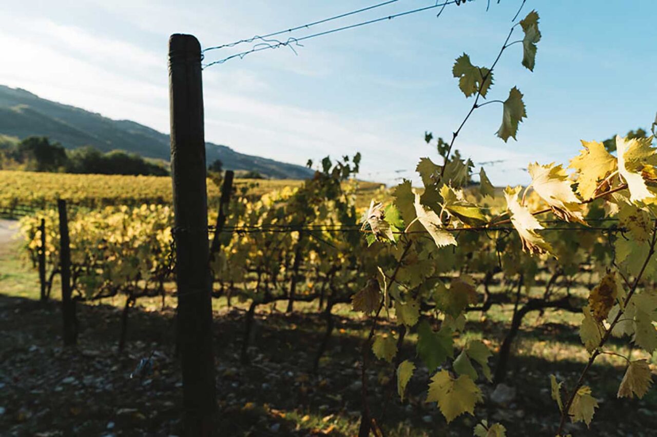 Vigne La Sala del Torriano