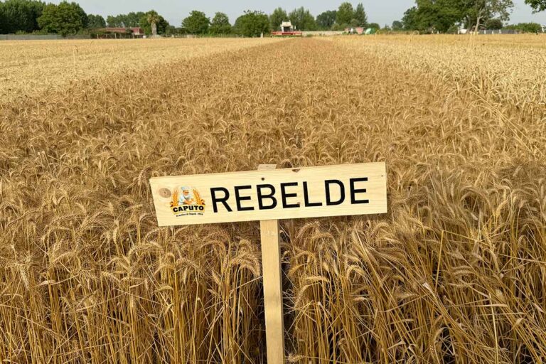 Grano Nostrum resiste ai cambiamenti climatici con semine tardive