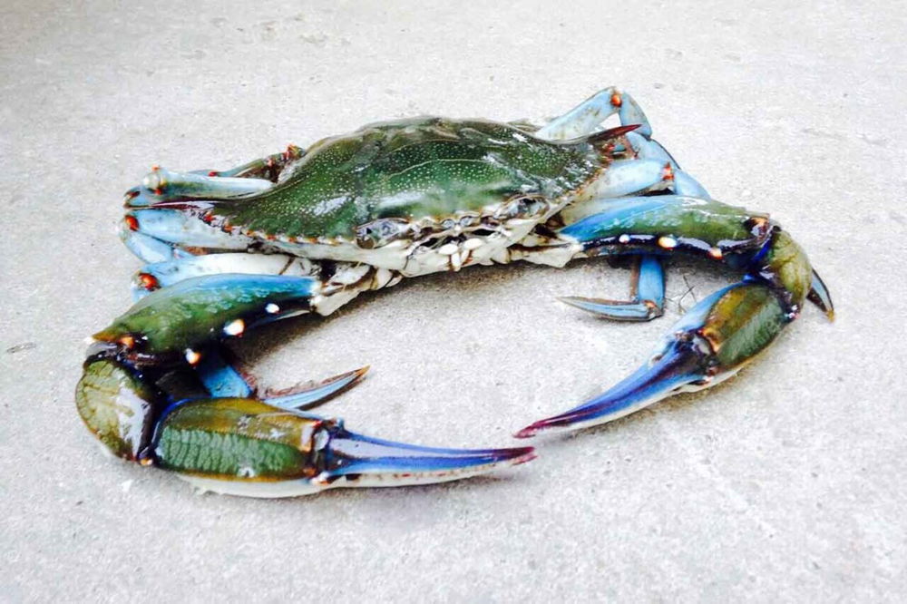 granchio blu