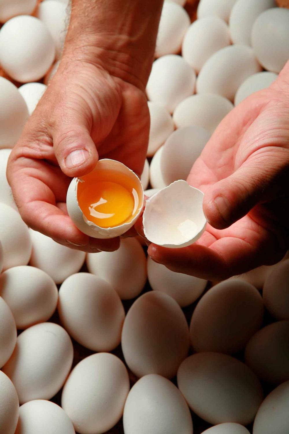 l'uovo bianco di Paolo Parisi
