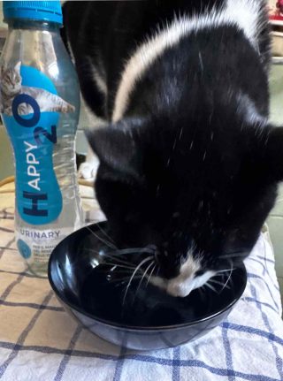 L&#8217;acqua per cani e gatti costa 99 centesimi: la recensione di Gateau