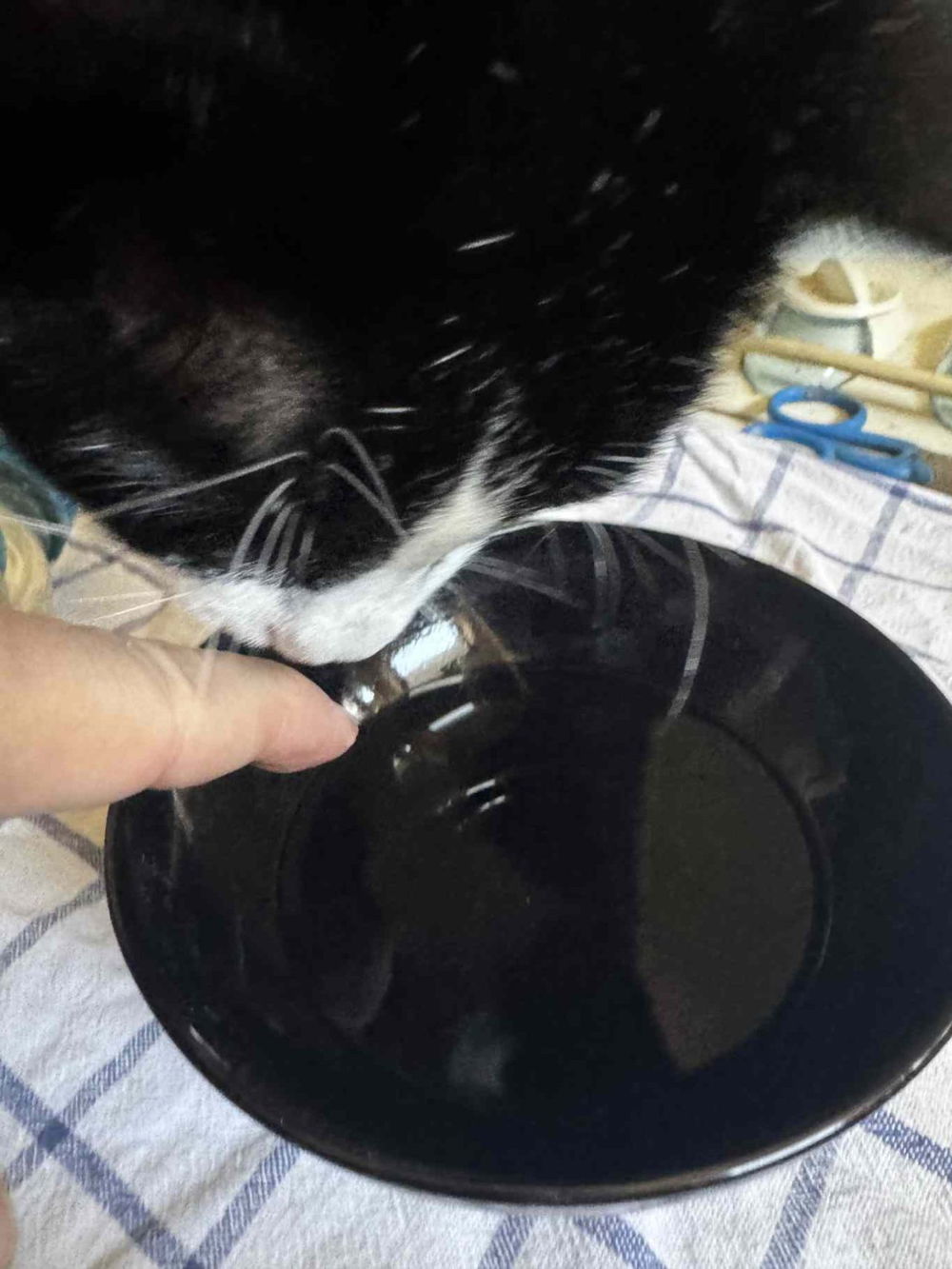 happy2o acqua cani e gatti