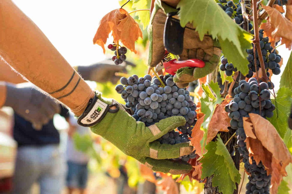 Vendemmie manuali e pratiche gentili di cantina
