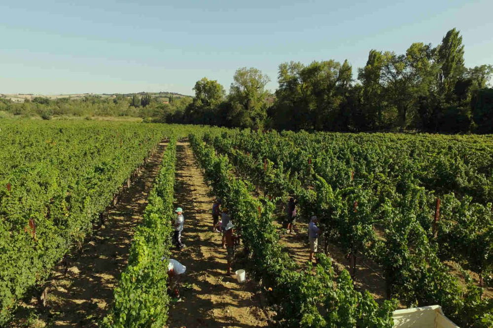 vigneti dell'azienda  Enio Ottaviani