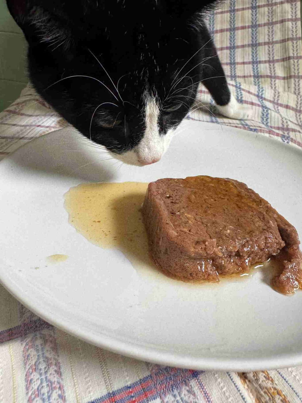 forza10 pate per gatti gateau annusa ispeziona