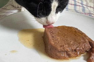 Paté per gatti al granchio blu: la recensione di Gateau, gatto critico