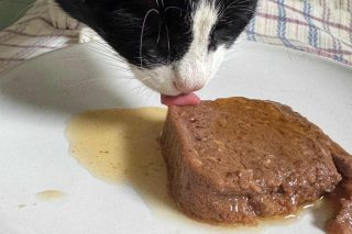 Paté per gatti al granchio blu: la recensione di Gateau, gatto critico