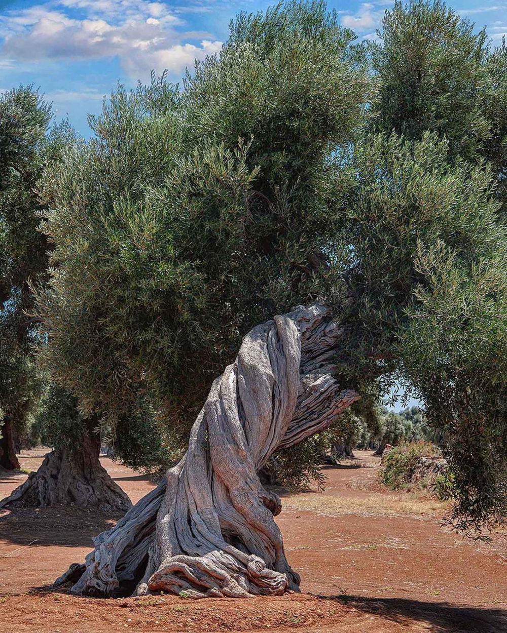 ulivo della masseria Borgo San Marco a Fasano in Puglia