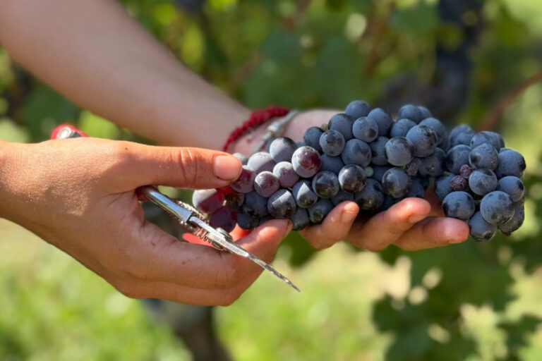 16 vini da uva Nebbiolo che incantano: Barolo, Barbaresco e gli altri