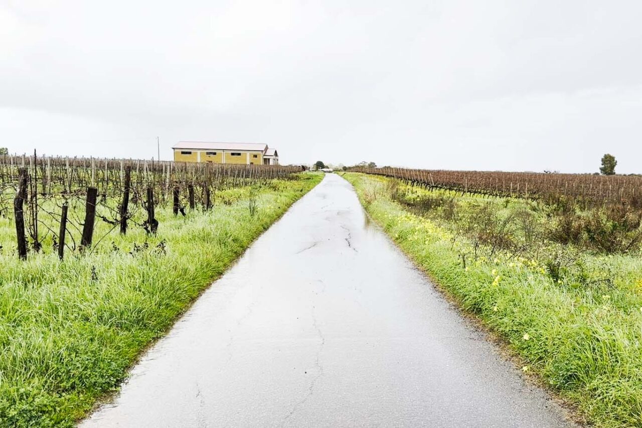 Vini Naturali Arcuri vigne