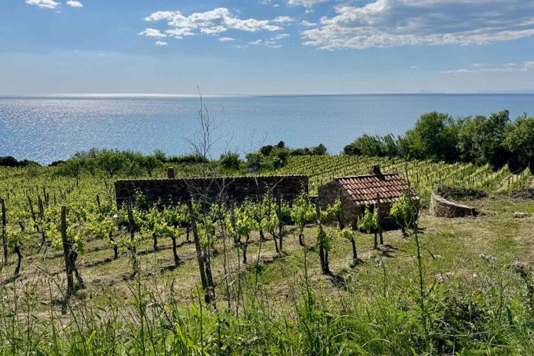 Cantina San Giovanni a Punta Tresino, paradiso vero nel Cilento