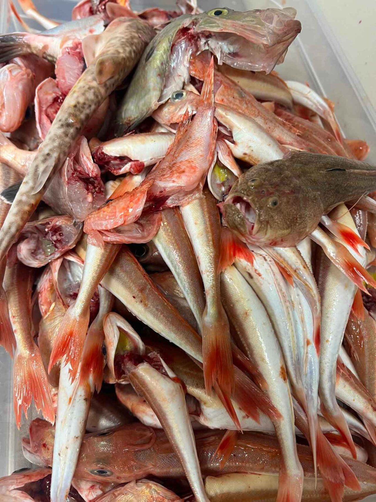 i pesci della prima cala per la pasta dei pescatori