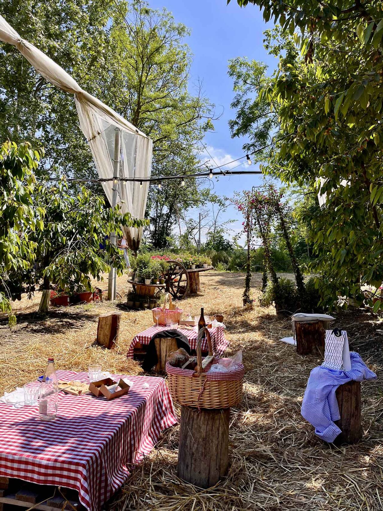il brunch tra i ciliegi a Mediglia per dirsi milanese