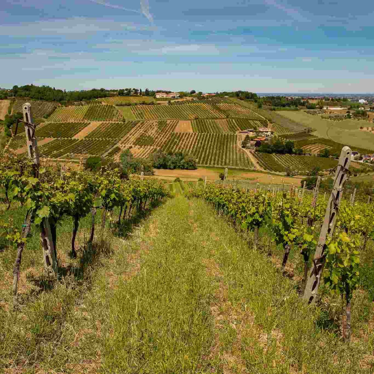 vigneto