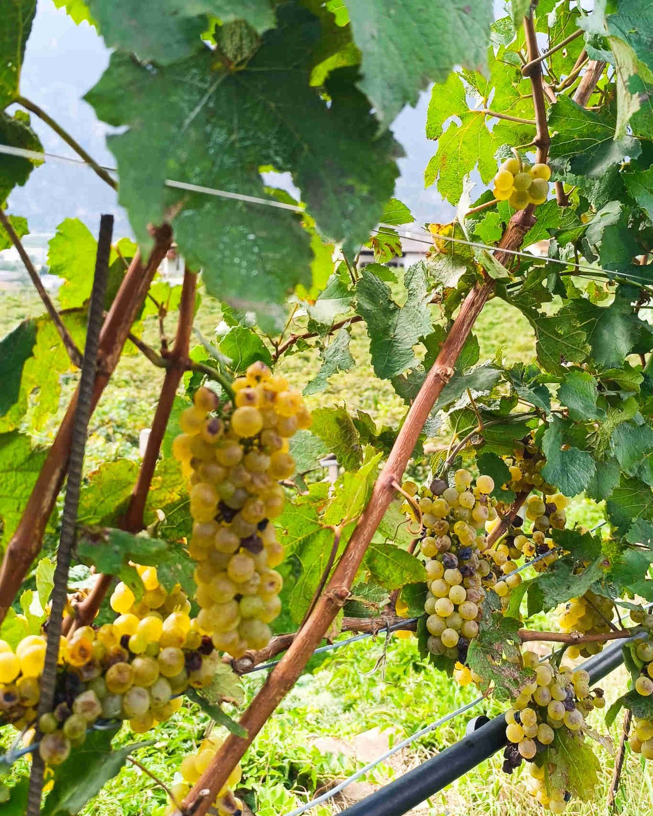 Cantina La-Vis grappoli di Chardonanay pronti per la vendemmia