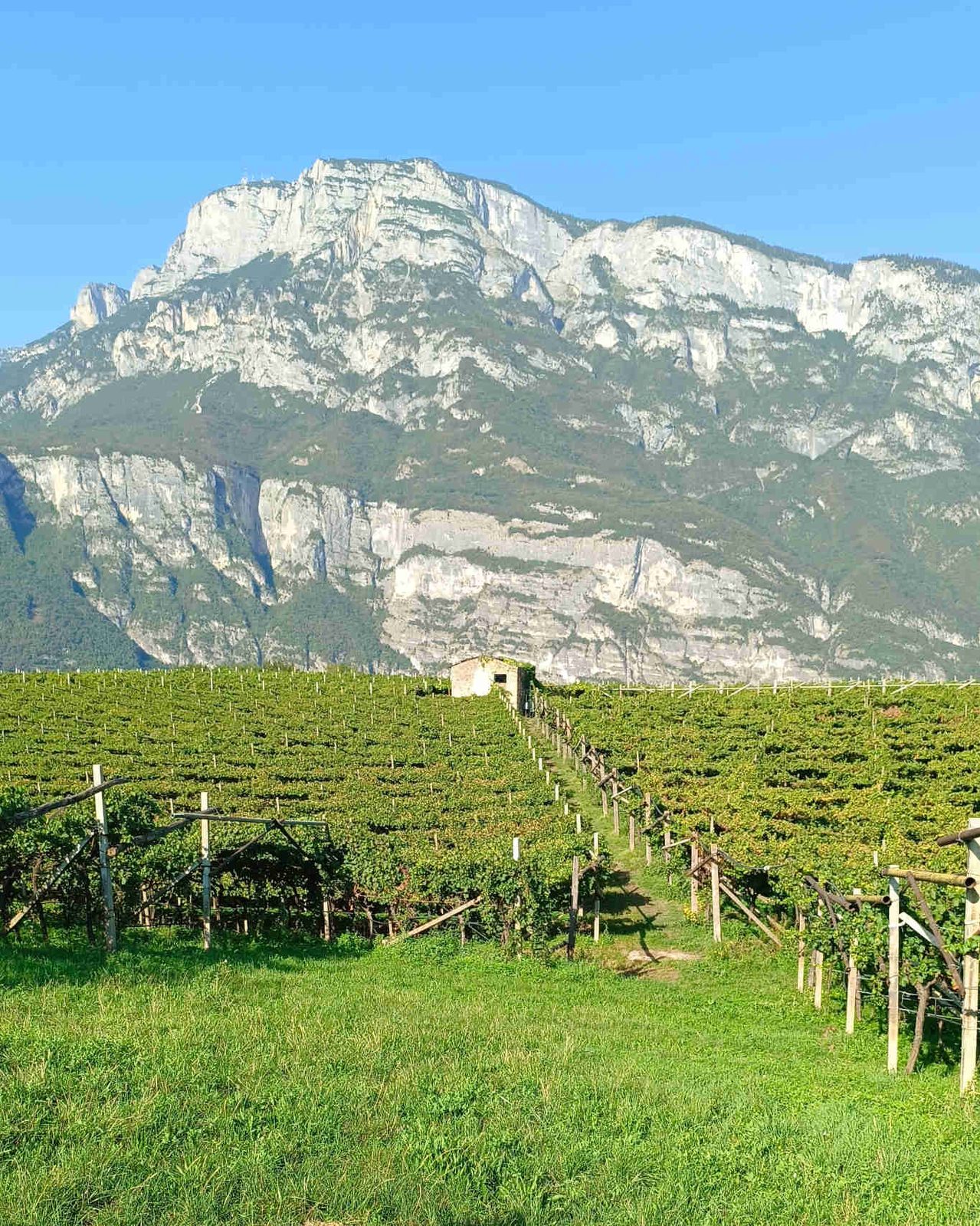 La mole della Paganella sovrasta un tipico maso e i vigneti a pergola trentina