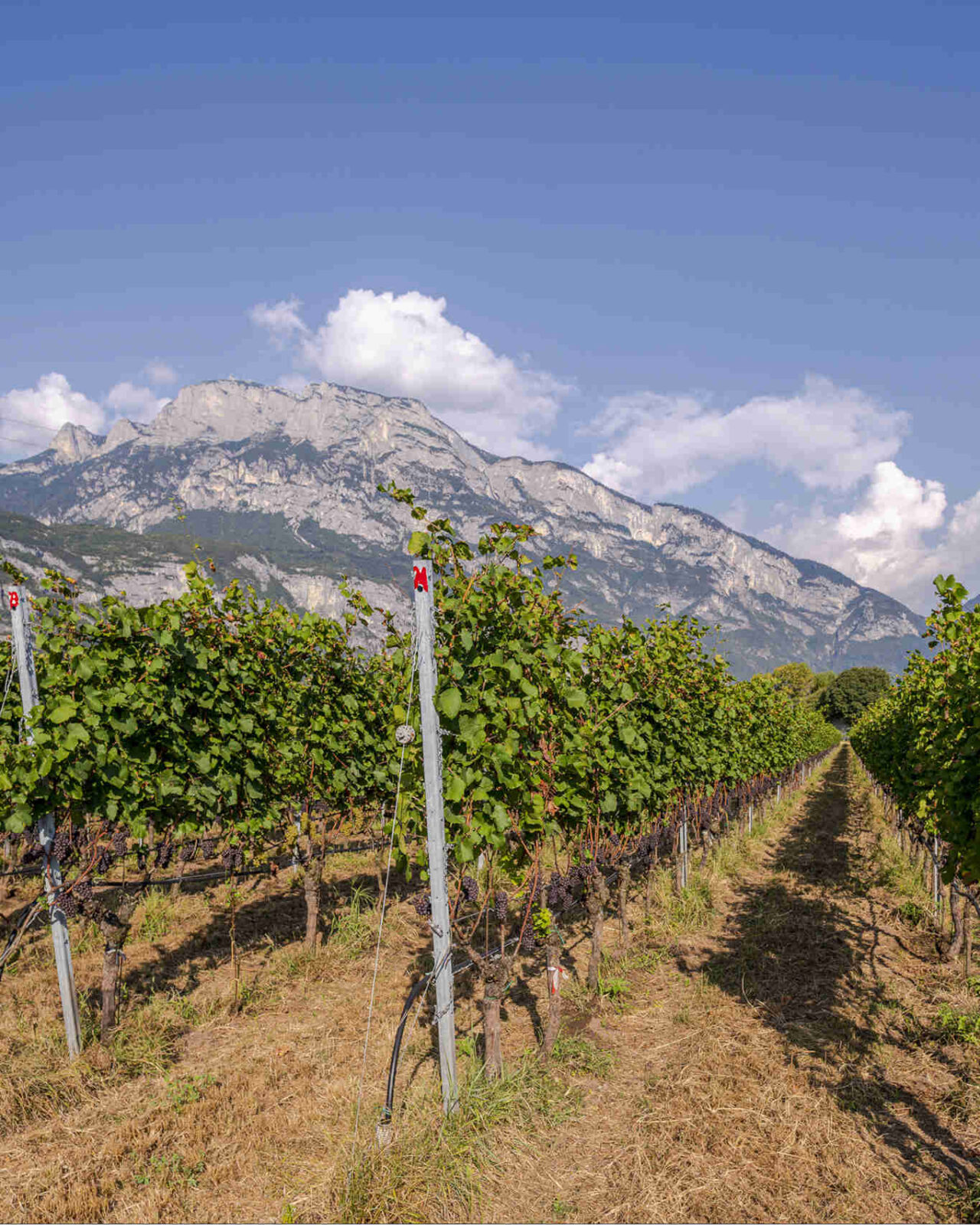 filari di pinot grigio della cantina La-Vis in Trentino